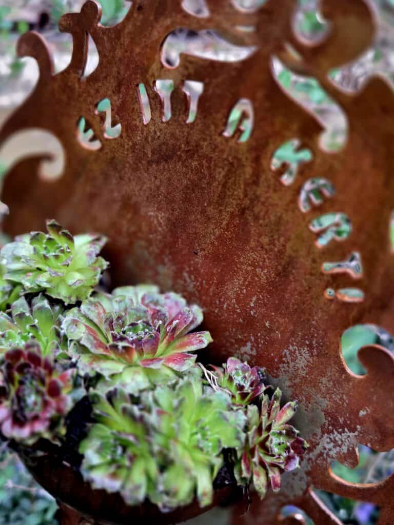 Rozsdás vas dekoratív növénykaspóban, színes pozsgás növényekkel.