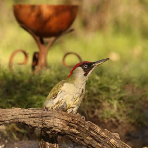 Csuszka madár egy faágon, természetes kertben, madármegfigyelés, szép madárkép.