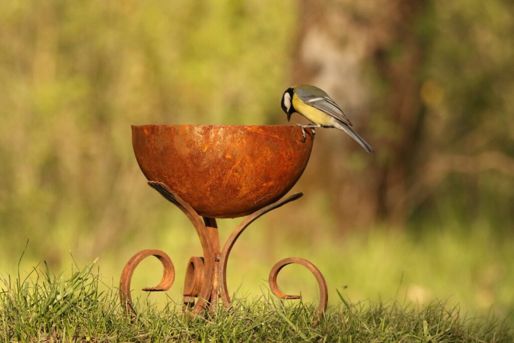Csőrében madár egy rozsdás, kerek madáretetőn, természetes környezetben.